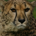 gepard 10