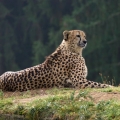 gepard 4