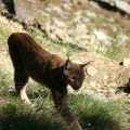 luchs bilder 1