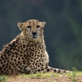 gepard 6