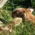 luchs 5