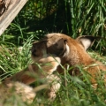 luchs bilder 3