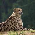 gepard 3