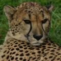 gepard 7