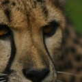 gepard 9