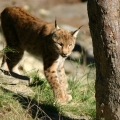 luchs 2