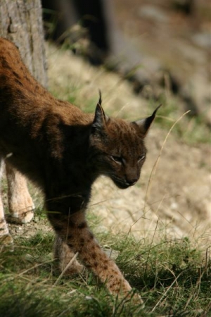 luchs 3