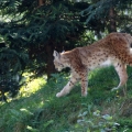 luchs bilder 2