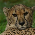 gepard 8