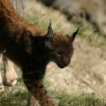 luchs 3