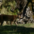 luchs 7