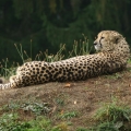 gepard 1