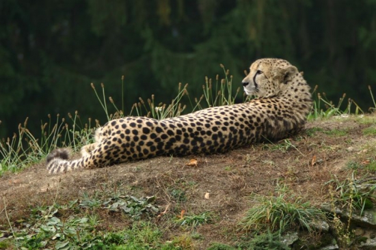 gepard 1