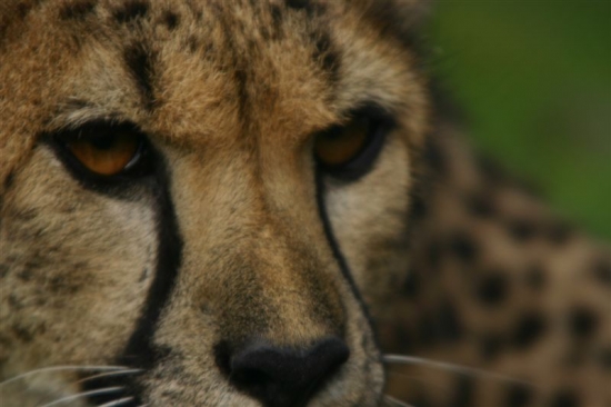 gepard 9