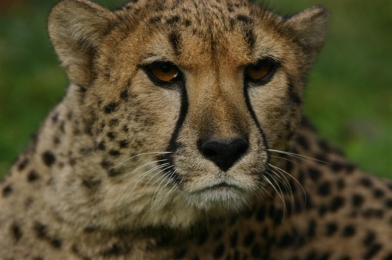 gepard 10