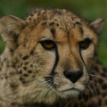 gepard 11