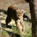 luchs