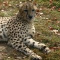 gepard 14