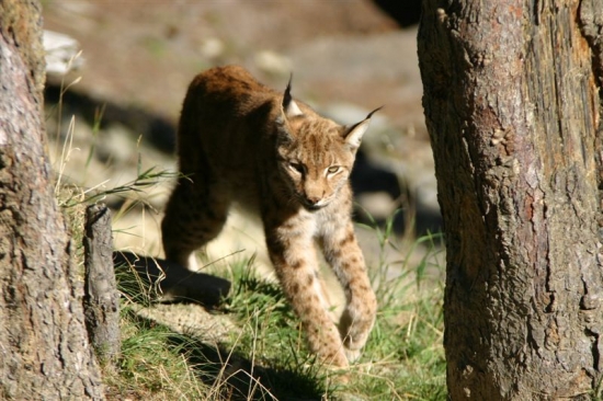 luchs 1