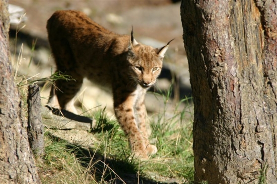 luchs 2