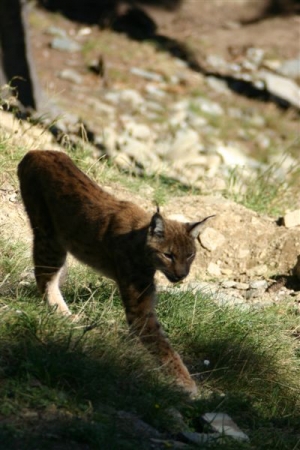 luchs bilder 1