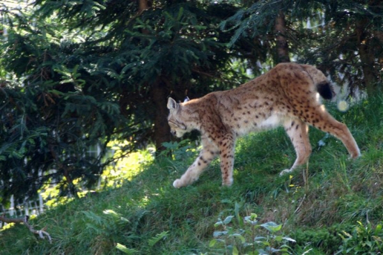 luchs bilder 2