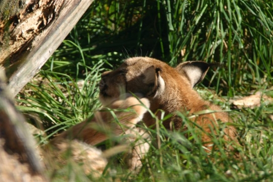 luchs bilder 3