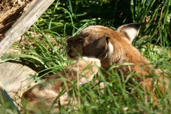 luchs 5