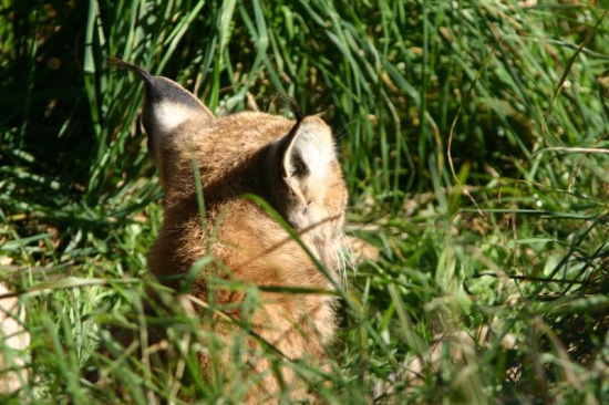 luchs 6