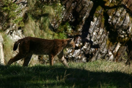 luchs 7