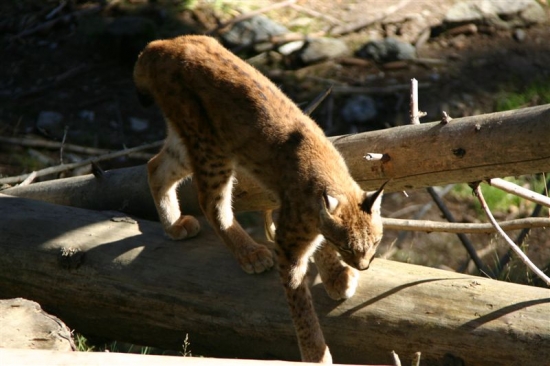 luchs 8