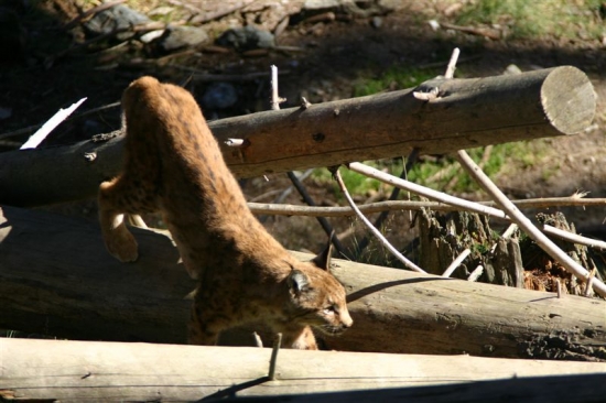 luchs 9