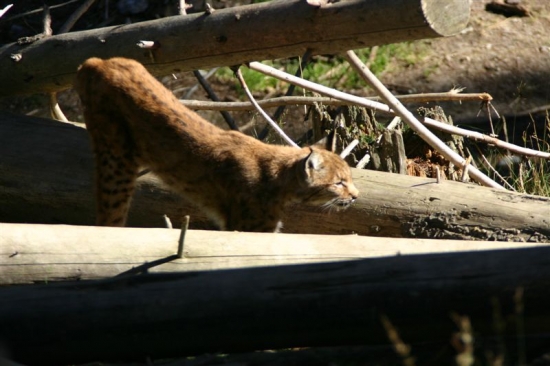 luchs 10