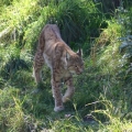 luchs 10