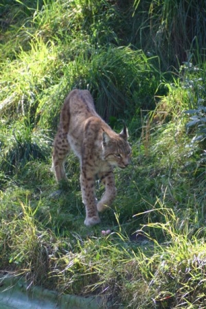 luchs 10