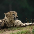 gepard 2