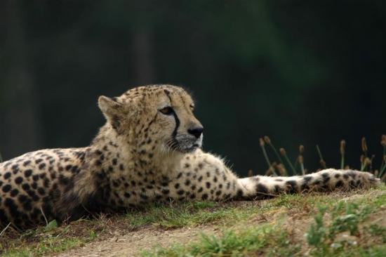 gepard 2