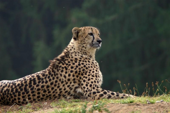 gepard 3