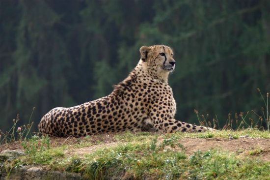 gepard 4