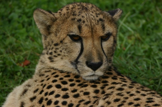 gepard 7