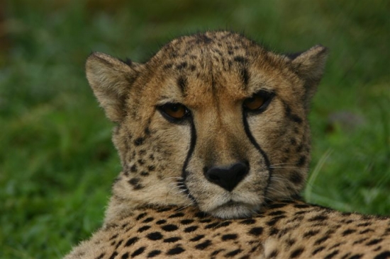 gepard 8