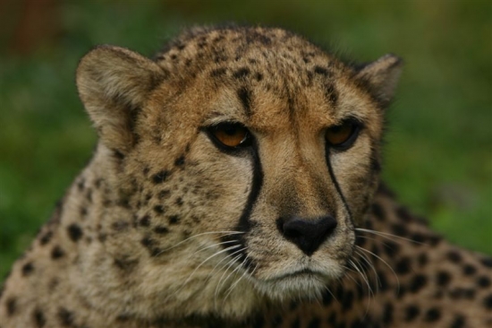 gepard 11