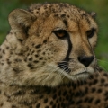 gepard 12