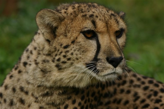 gepard 12