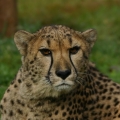 gepard 13