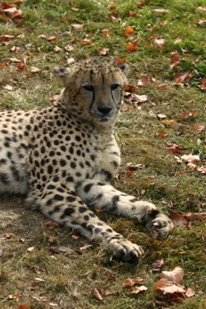 gepard 14