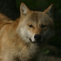 wolf 1