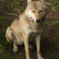 wolf 4