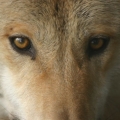 wolf 6