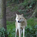 wolf 16